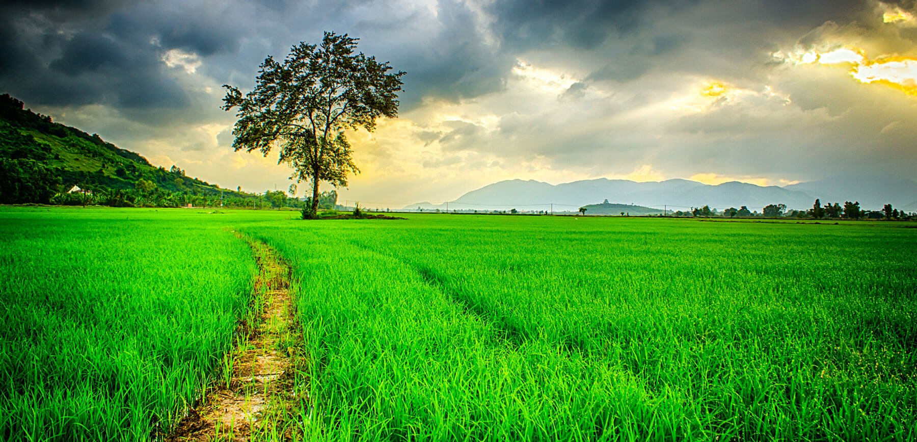 Dissertation vs thesis image